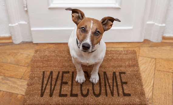 Finding Pet Friendly Rentals Just Got Easier